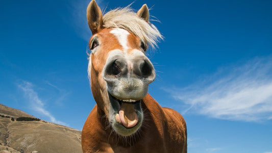 World Horse Appreciation Day- November 16th- Fun Horse Facts